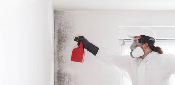 Professional Mold Remediation in Powdersville, SC