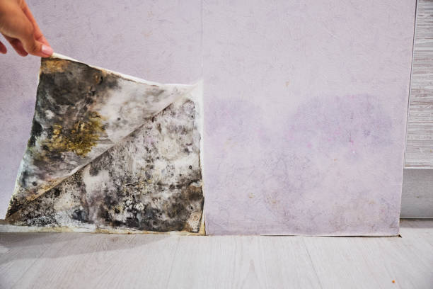 Best Localized Mold Remediation (e.g., coastal areas, humid climates) in Powdersville, SC
